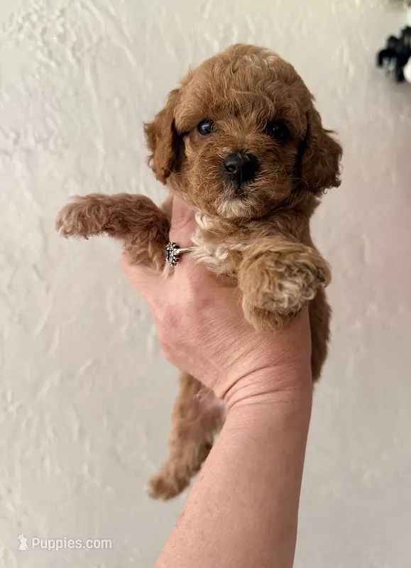 Small Mini chili – Miniature Goldendoodle puppy for sale in Spring Hill, FL