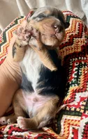 Sterling, a male Toy Australian Shepherd and Miniature Aussiedoodle for sale in Spring Hill, FL – 2 of 8