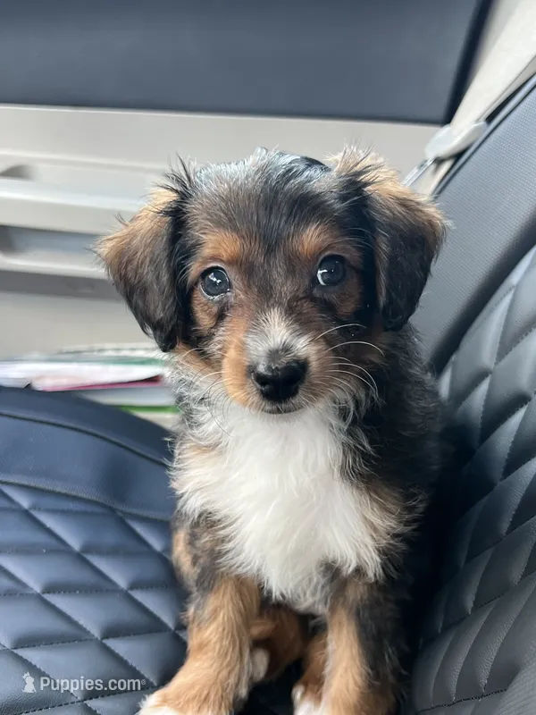 Sable. (Toy)/tiny) – Toy Australian Shepherd, Miniature Aussiedoodle puppy for sale in Spring Hill, FL