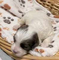 Edgar , a male Cavapoo for sale in Spring Hill, FL – 9 of 9