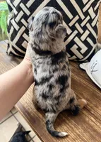 Skye-Toy , a female Toy Australian Shepherd and Miniature Aussiedoodle for sale in Spring Hill, FL – 6 of 10