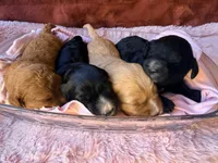 Reagan, a female Miniature Bernedoodle for sale in Spring Hill, FL – 7 of 10