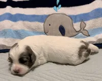 Edgar , a male Cavapoo for sale in Spring Hill, FL – 8 of 9