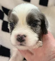 Edgar -one blue eye , a male Cavapoo for sale in Spring Hill, FL – 8 of 10