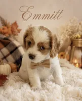Emmett (Tiny) , a male Cavapoo for sale in Spring Hill, FL – 5 of 10