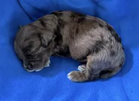 Echo , a male Cavapoo for sale in Spring Hill, FL – 10 of 10