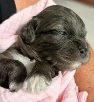 Ella, a female Cavapoo for sale in Spring Hill, FL – 1 of 10