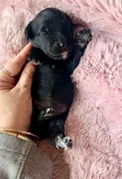 Luna (yellow), a female Miniature Bernedoodle and Miniature Aussiedoodle for sale in Spring Hill, FL – 6 of 9