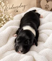 Wednesday , a female Miniature Dachshund for sale in Spring Hill, FL – 5 of 10