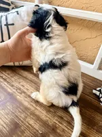 Shadow (Tiny) , a male Toy Australian Shepherd and Miniature Aussiedoodle for sale in Spring Hill, FL – 8 of 10