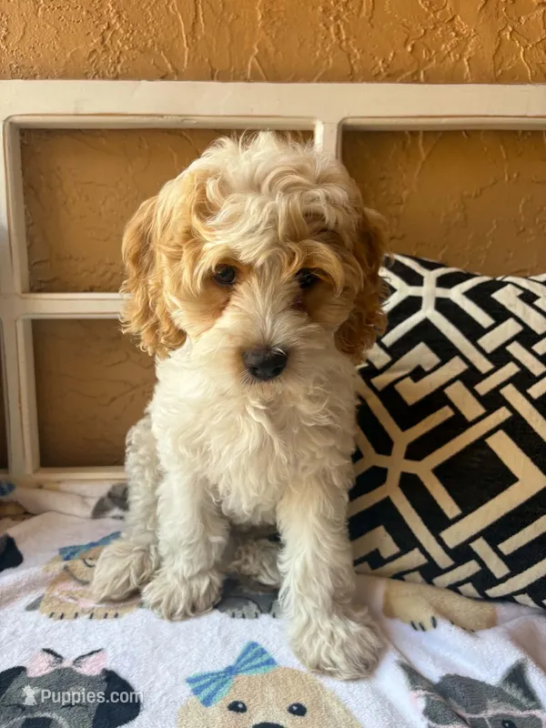Maui – Cockapoo, Cocker Spaniel puppy for sale in Spring Hill, FL