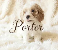 Porter, a male Cavapoo for sale in Port Richey, FL – Photo 4 of 10