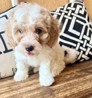 Porter, a male Cavapoo for sale in Port Richey, FL – Photo 8 of 10