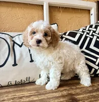 Porter, a male Cavapoo for sale in Port Richey, FL – Photo 10 of 10