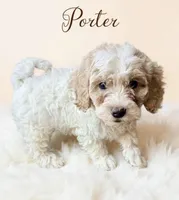 Porter, a male Cavapoo for sale in Port Richey, FL – Photo 6 of 10