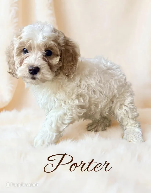 Porter – Cavapoo puppy for sale in Port Richey, FL