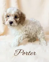 Porter, a male Cavapoo for sale in Port Richey, FL – Photo 1 of 10