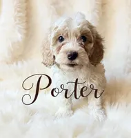 Porter, a male Cavapoo for sale in Port Richey, FL – Photo 5 of 10