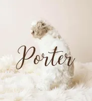 Porter, a male Cavapoo for sale in Port Richey, FL – Photo 3 of 10