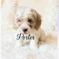 Porter, a male Cavapoo for sale in Port Richey, FL – Photo 7 of 10