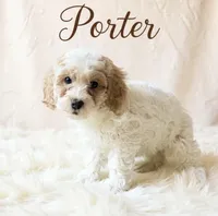 Porter, a male Cavapoo for sale in Port Richey, FL – Photo 2 of 10