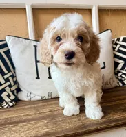 Porter, a male Cavapoo for sale in Port Richey, FL – Photo 9 of 10