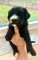 Liberty, a female Miniature Bernedoodle for sale in Spring Hill, FL – 7 of 10