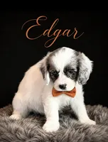 Edgar -one blue eye , a male Cavapoo for sale in Spring Hill, FL – 5 of 10