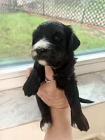 Liberty, a female Miniature Bernedoodle for sale in Spring Hill, FL – 9 of 10