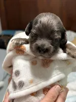 Echo , a male Cavapoo for sale in Spring Hill, FL – 6 of 10