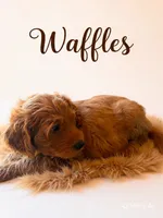 Waffles, a male Goldendoodle for sale in Spring Hill, FL – 5 of 10