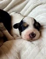 Shadow, a male Poodle - Toy  and Toy Australian Shepherd for sale in Spring Hill, FL – 6 of 9