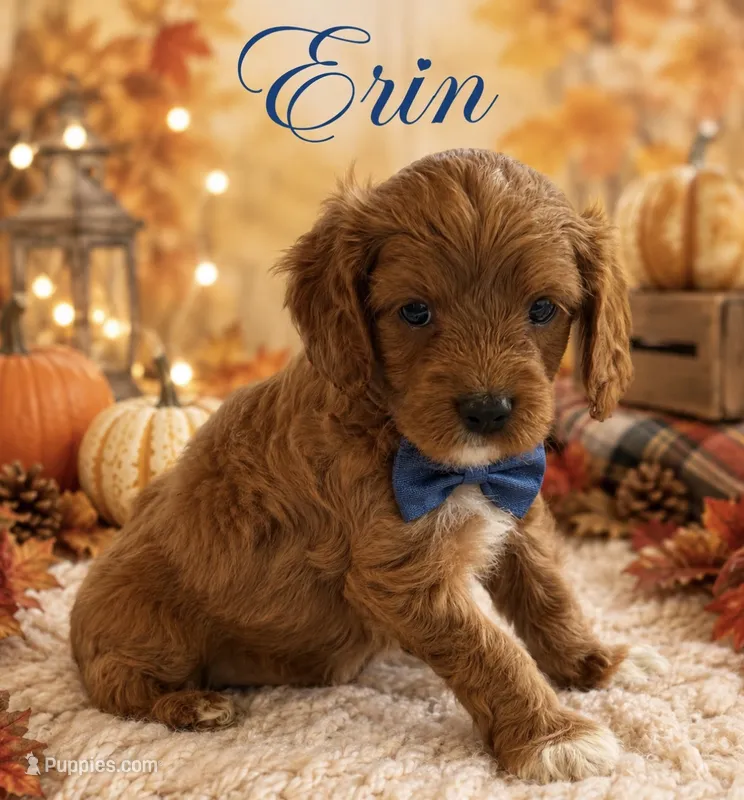 Erin  – Cavapoo puppy for sale in Spring Hill, FL