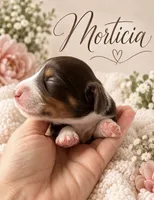 Morticia, a female Miniature Dachshund for sale in Spring Hill, FL – 4 of 10