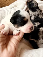 Shadow, a male Poodle - Toy  and Toy Australian Shepherd for sale in Spring Hill, FL – 2 of 9