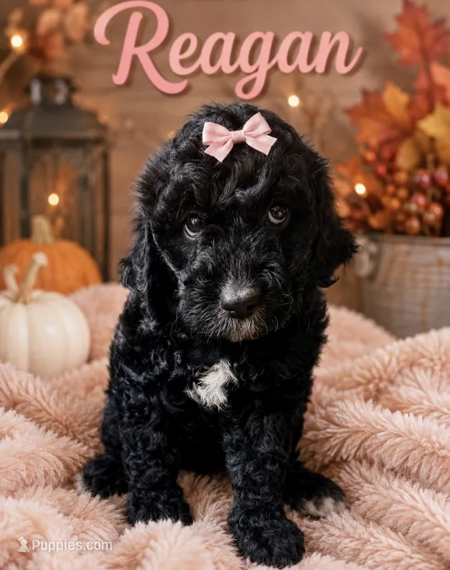Reagan – Miniature Bernedoodle puppy for sale in Spring Hill, FL