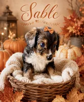 Sable. (Toy)/tiny), a female Toy Australian Shepherd and Miniature Aussiedoodle for sale in Spring Hill, FL – 2 of 10