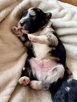 Slate , a male Toy Australian Shepherd and Miniature Aussiedoodle for sale in Spring Hill, FL – 6 of 10