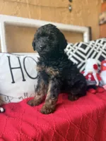 Purple , a female Miniature Aussiedoodle and Miniature Goldendoodle for sale in Port Richey, FL – Photo 3 of 9