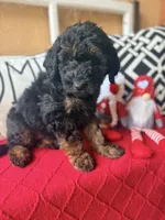 Purple , a female Miniature Aussiedoodle and Miniature Goldendoodle for sale in Port Richey, FL – Photo 4 of 9