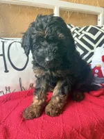 Purple , a female Miniature Aussiedoodle and Miniature Goldendoodle for sale in Port Richey, FL – Photo 6 of 9