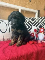 Purple , a female Miniature Aussiedoodle and Miniature Goldendoodle for sale in Port Richey, FL – Photo 9 of 9