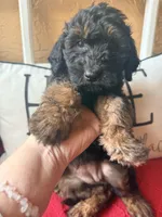 Purple , a female Miniature Aussiedoodle and Miniature Goldendoodle for sale in Port Richey, FL – Photo 5 of 9