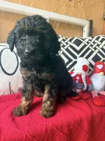 Purple , a female Miniature Aussiedoodle and Miniature Goldendoodle for sale in Port Richey, FL – Photo 7 of 9