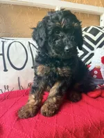 Purple , a female Miniature Aussiedoodle and Miniature Goldendoodle for sale in Port Richey, FL – Photo 8 of 9