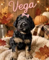 Vega, a female Miniature Bernedoodle and Miniature Aussiedoodle for sale in Spring Hill, FL – 10 of 10