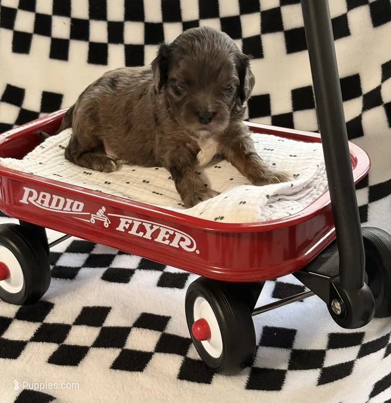 Echo  – Cavapoo puppy for sale in Spring Hill, FL