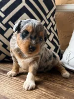 Skye-Toy , a female Toy Australian Shepherd and Miniature Aussiedoodle for sale in Spring Hill, FL – 4 of 10