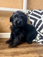 Luna (yellow), a female Miniature Bernedoodle and Miniature Aussiedoodle for sale in Spring Hill, FL – 7 of 10