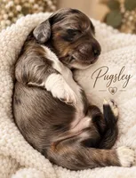 Pugsley, a male Miniature Dachshund for sale in Spring Hill, FL – 8 of 10